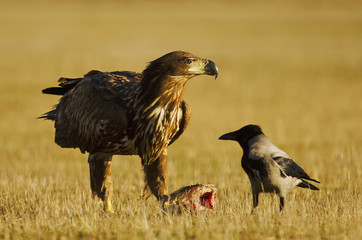 White-tailed Eagle, Haliaeetus albicilla, Hungary, Europe