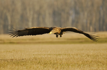 White-tailed Eagle, Haliaeetus albicilla, Hungary, Europe