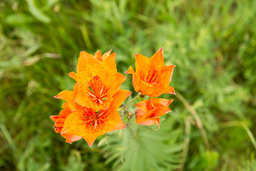 wild lilies II/ polne lilie ll © grzeg0rz