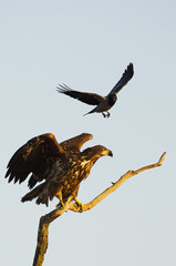 White-tailed Eagle, Haliaeetus albicilla, Hungary, Europe
