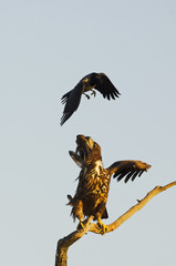 White-tailed Eagle, Haliaeetus albicilla, Hungary, Europe