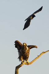White-tailed Eagle, Haliaeetus albicilla, Hungary, Europe