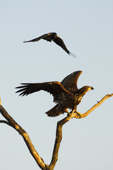 White-tailed Eagle, Haliaeetus albicilla, Hungary, Europe