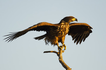 White-tailed Eagle, Haliaeetus albicilla, Hungary, Europe