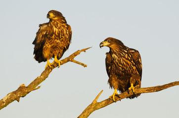 White-tailed Eagle, Haliaeetus albicilla, Hungary, Europe