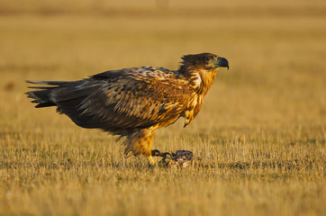 White-tailed Eagle, Haliaeetus albicilla, Hungary, Europe