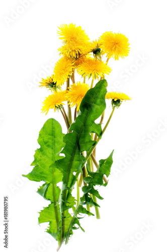 "Yellow dandelion flowers on a white background" Stock photo and