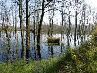 Autumn forest - renatured moor forest Moorwald Aurich - Herbstwald - renaturierter Moorwald Aurich - Ostfriesland North Sea Nordsee North Germany Norddeutschland ... :-)