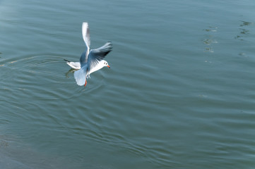 Fototapeta na wymiar Seagull flying over the water looking for food with motion blur and selective focus