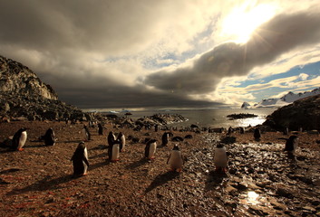 Adélie Penguin