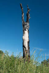 Burnt Tree with Clear Sky