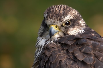 Sakerfalke