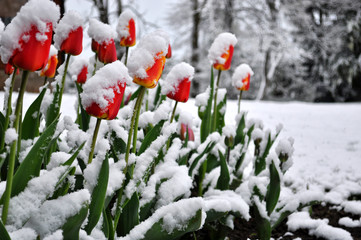 Tulips in a snow