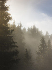 Misty alpine forest