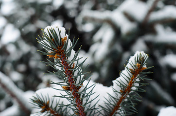 Naklejka na ściany i meble Fir tree needles with thick snow
