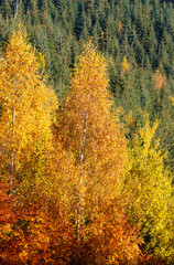 Fototapeta premium Morning autumn Carpathians landscape.