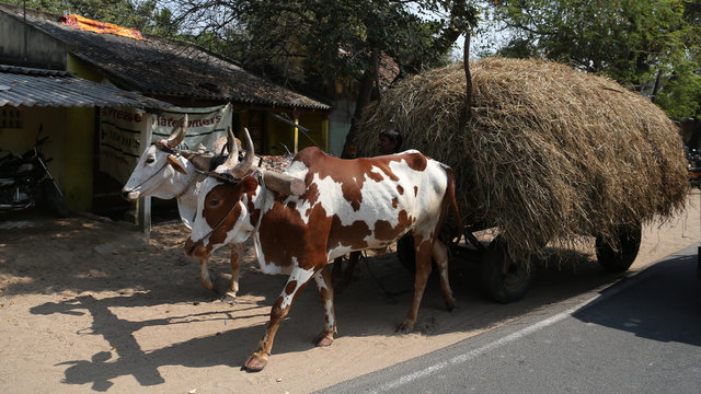 Bueyes en Kanchipuram, India