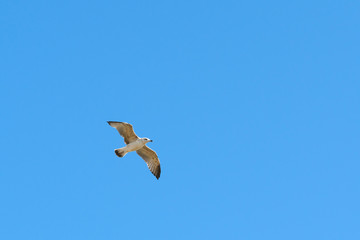 caspian gull in flight in the clear blue sky Larus cachinnans