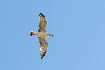 caspian gull in flight in the clear blue sky Larus cachinnans closeup