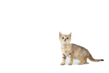 kittens Scotty Straight banner with copy space with place for text on white isolated background