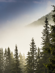 Pine tree forest emerging from thick morning fog with distant mountain side, abstract landscape
