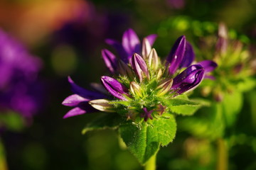 purple Gentian flowers with small green leaves under the sun