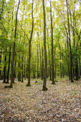 yellow-green autumn oak forest