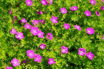 pink flower field