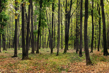 Fototapeta na wymiar yellow-green autumn oak forest