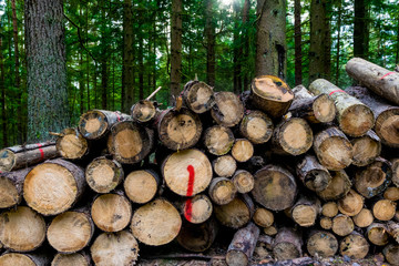 Feuer Holz im Wald im Bayerischen Wald