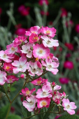  unfilled Rose Mozart in Pink