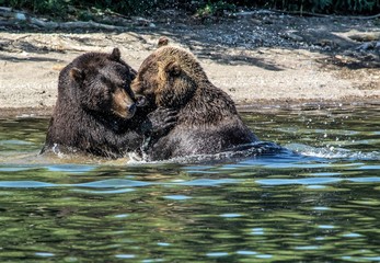 bears fight