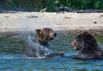 playing bears