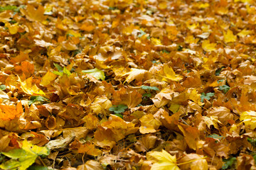 Autumn yellow  leaves on ground