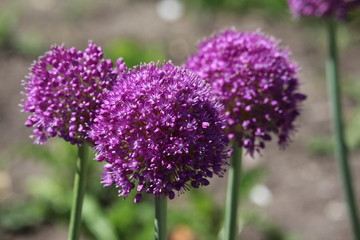 Fototapeta premium Allium Purple Sensation