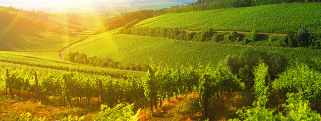 Vineyard in Villany Hungary, panorama view