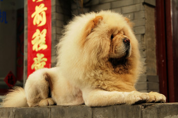 Yellow chow dog on a background of chinese symbols