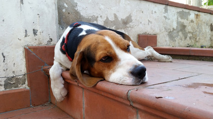 Beagle