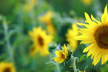 Sunflowers on the field on a warm summer evening