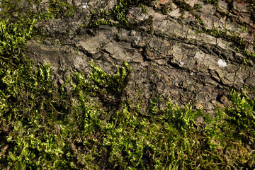Tree balk with and moss in sun, Austria