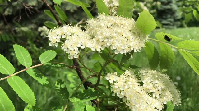 Flowering mountain ash. Beautiful flowers of rowan, white color of small size sway from the wind. The branches are covered with young leaves and inflorescences
