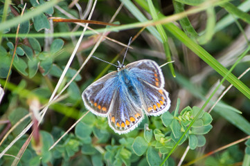 Common Blue butterfly on some greenery
