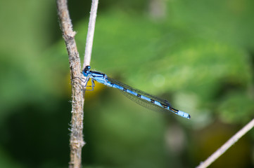 Common Blue damselfly on wooden stem