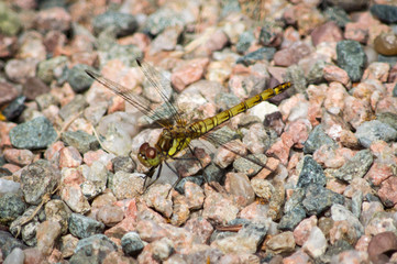 Common Darter dragonfly on gravel path