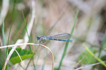 Damselfly on dried grass stalk
