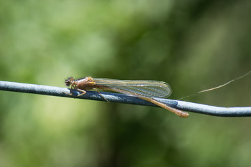 Damselfly on wire fence