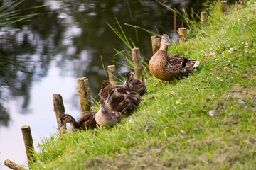 duck tales II © grzeg0rz