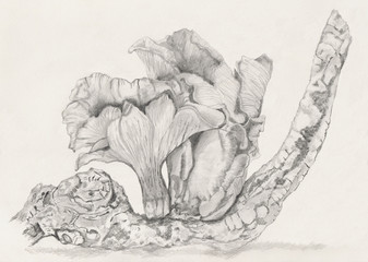 Mushrooms,Fungi growing on a branch. Horizontal single isolated. Pencil drawing.