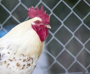rooster caged up © Tracy King