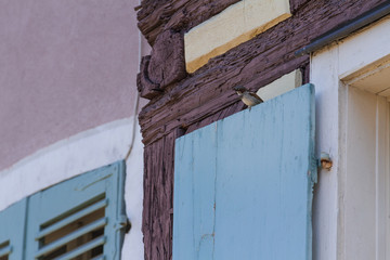 Piccola rondine sulle persiane di una tipica casa alsaziana (Colmar, Francia, 2017)